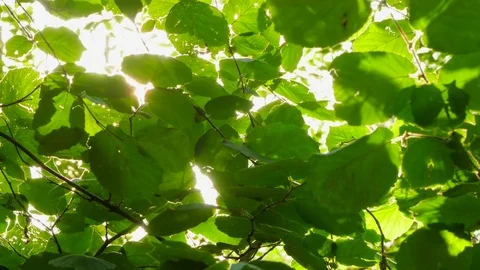 Glare of the sun in the walnut leaves Stock Footage 82374468