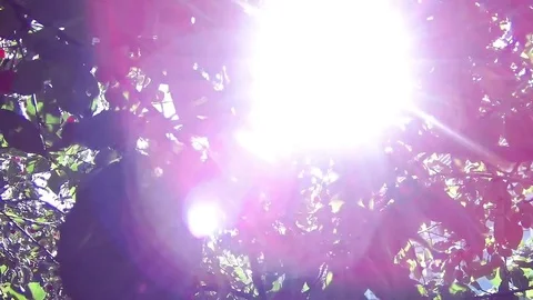 Glare of sunlight among cherry tree branches with fruits Stock Footage 78058639