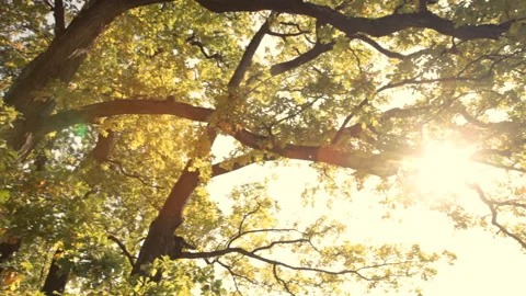 Glare of sunlight in the branches of trees Video stock 85606886