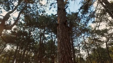 Glare from sunlight on the tops of pine trees.  Stock Footage 72535245