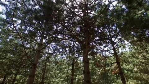 Glare from sunlight on the tops of trees.  Stock Footage 72535321