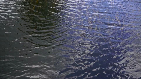 Glare surface of water and algae under water. Texture. Background. Stock Footage 134934518