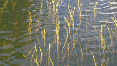 Glare surface of water and algae under water. Texture. Background. Stock Footage 135173512