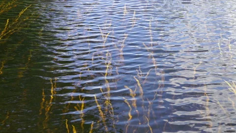 Glare surface of water and algae under water. Texture. Background. Stock Footage 135173712
