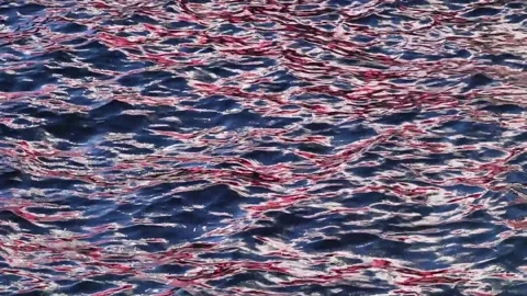 Glare wavy water surface in which a red color is reflected. Stock Footage 150211745