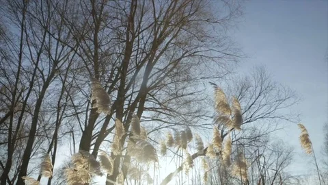 The glare of the winter sun through the branches with leaves Stock Footage 72176833