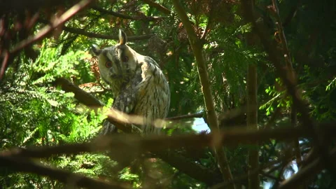 Glaring Tawny Owl Stock-Footage 332400373