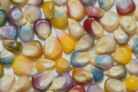 Glas gem corn seeds Stock Photos
