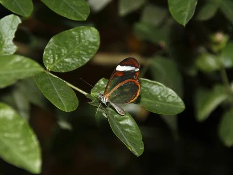 Glasflügelfalter tropischer glasflügel-falter auf grünem Blatt tropical gl Stock Photos