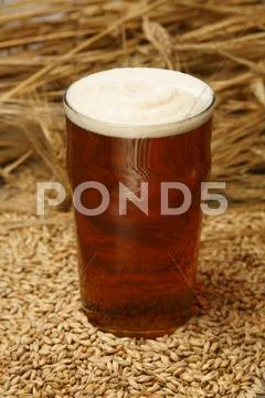 A Glass Of Ale (Uk) On Malted Barley