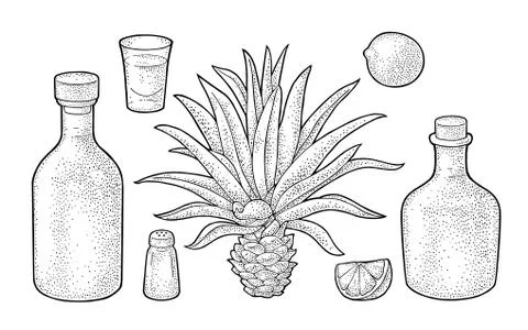 Glass and botlle of tequila. Cactus, salt, lime. Vintage engraving Stock Illustration
