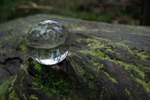 Glass Ball On Moss Covered Tree Stock Photos