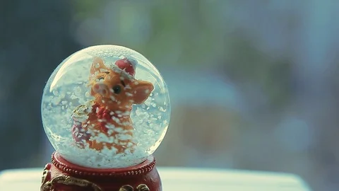 Glass ball pig window background Stock Footage 115900305