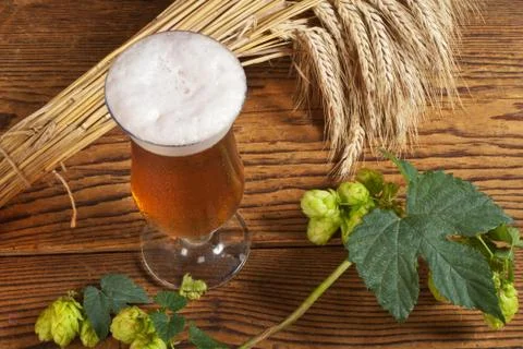 Glass of beer and raw material for beer production Stock Photos