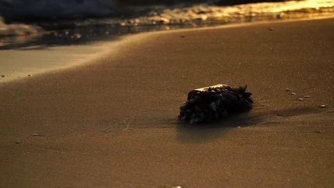 Glass Bottle encrusted with barnacles on beach Stock Footage 108413614