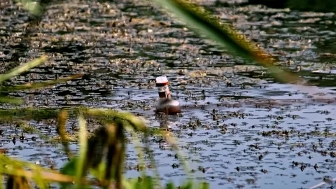 Glass Bottle Floating in Polluted Algae-Covered Water Stock-Footage 314134079