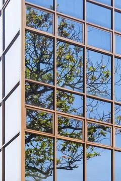 Glass building background with light reflection of tree branch and blue sky.. Stockfoto's