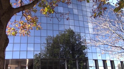 Glass building with the reflection of a tree Stock Footage 70026511