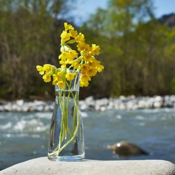 Glass bulb with yellow spring flowers. Stock Photos