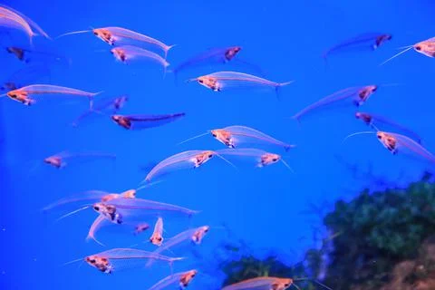Glass catfish float Stock Photos