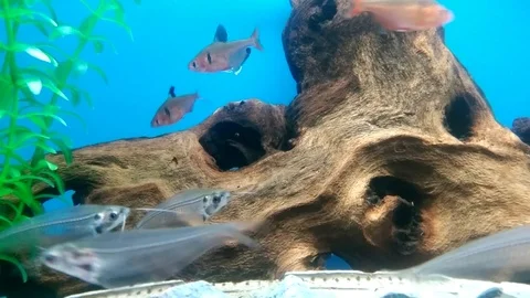 Glass catfish 스톡 동영상 85864385