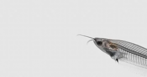 Glass catfish Vídeos de archivo 170979074