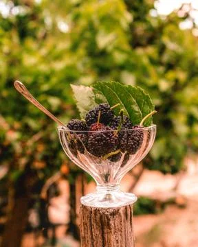 Glass chalice containing mulberries on pole outdoors Stock Photos