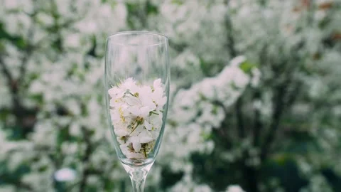 The glass with cherry petals 스톡 동영상 132212216