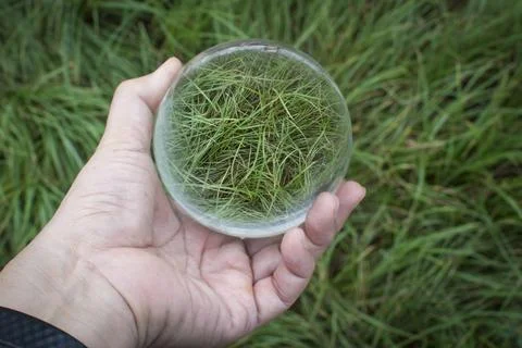 Glass crystal ball. Photos