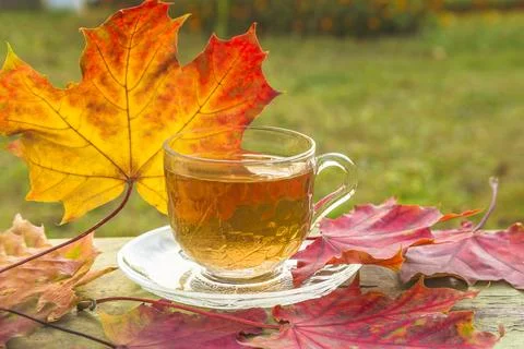 Glass cup of tea on a table covered by red maple leaves outdoors Stock Photos