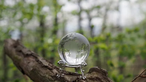 Glass earth globe in the forest Stock Footage 254482458