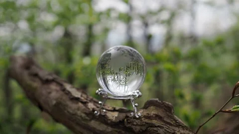 Glass earth globe in the forest Stock Footage 254483146