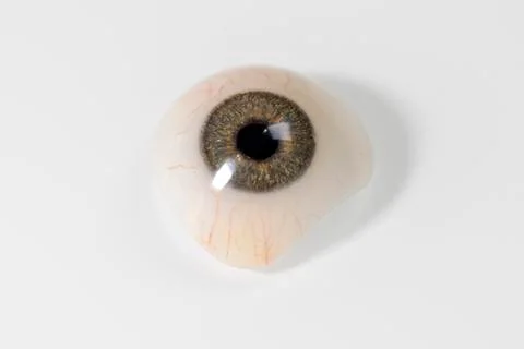 Glass eye prosthetic or Ocular prosthesis with shadow on white Stock Photos