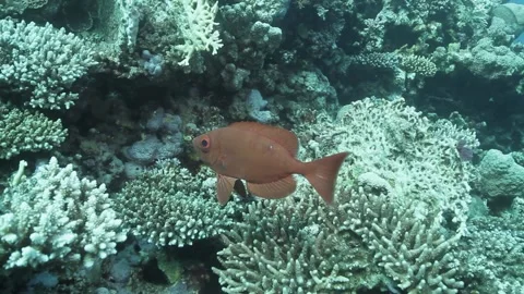 Glass Eye Snapper Stock Footage 170777384