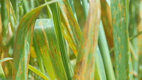 Glass on the field in the summer,close up Stock Footage 71536483