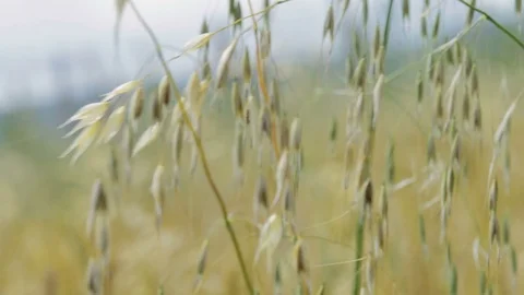 Glass on the field in the summer,close up Stock Footage 71537041