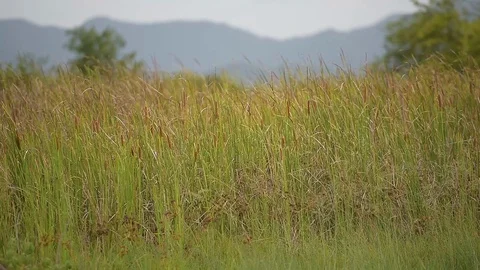 Glass Field with Wind Video stock 103284187