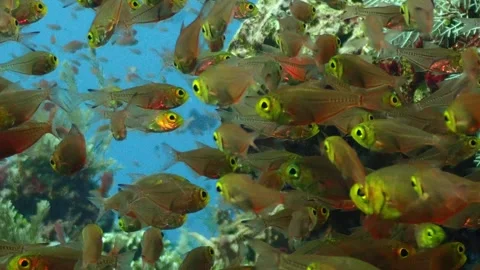 Glass fish 4K Stock Footage 331276500