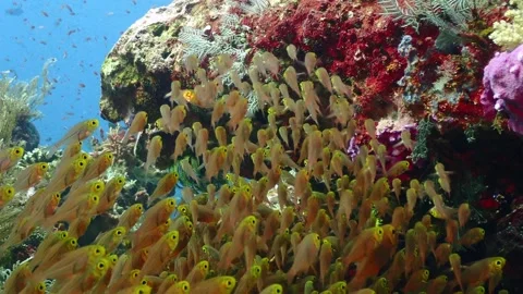 Glass fish closeup 4K Stock Footage 331276824