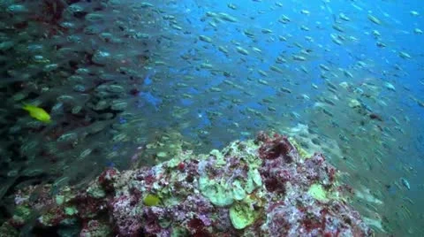 Glass Fish Stock Footage 12332460