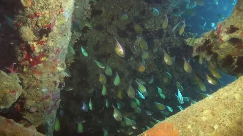 Glass fish . Stock-Footage 78157649