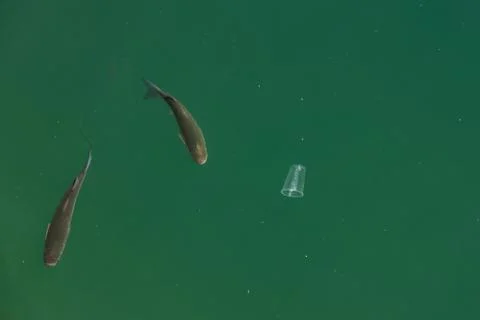 Glass fish Stock Photos