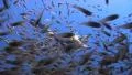 Glass fish school shoal with diver passing SD Footage