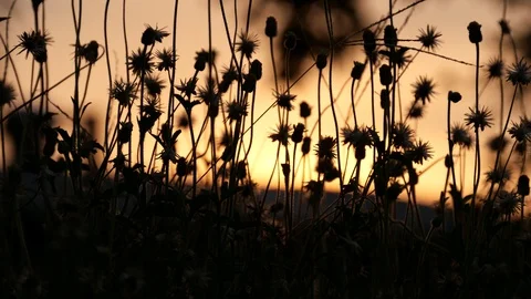 Glass flowers with sunset background Stock Footage 130171437