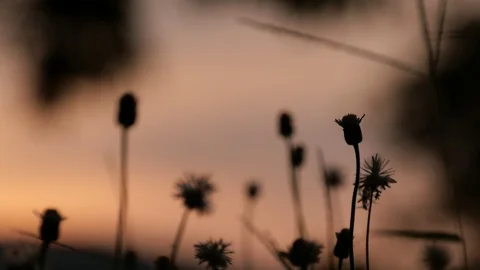 Glass flowers with sunset background Stock Footage 130171588