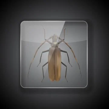 Glass Frame on dark Background with long-haired cockroach, bug. Vector Illust Stock Illustration