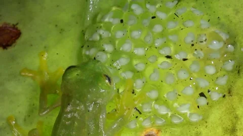 Glass frog with eggs Stock Footage 8677323