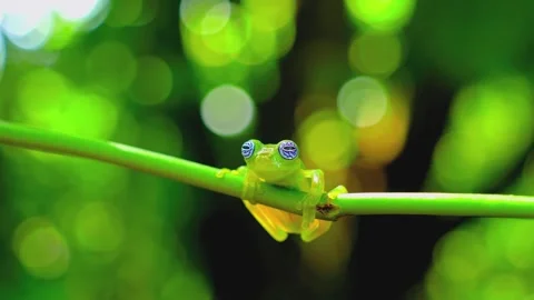 Glass frog with translucent skin perched on branch in tropical rainforest canopy Stock Footage 345484809