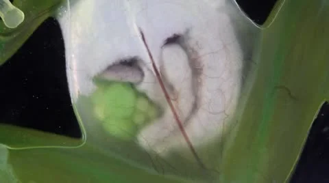 Glass Frog (Vitreorana oyampiensis) Stock Footage