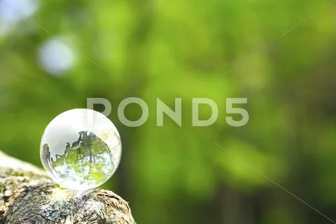 Glass globe in a forest Stock Photos